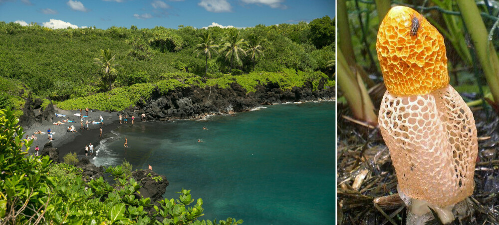 ORGASME-SOPP: Soppen, som tilhører Dictyophora-familien, vokser kun på mellom 600 og 10.000 år gammel lavagrunn på Hawaii, skal angivelig gi kvinner orgasme øyeblikket. Illustrert ved Phallus Multicolor som er i samme familie. ORGASME-SOPP: Soppen, som tilhører Dictyophora-familien, vokser kun på mellom 600 og 10.000 år gammel lavagrunn på Hawaii, skal angivelig gi kvinner orgasme øyeblikket. Illustrert ved Phallus Multicolor som er i samme familie.
