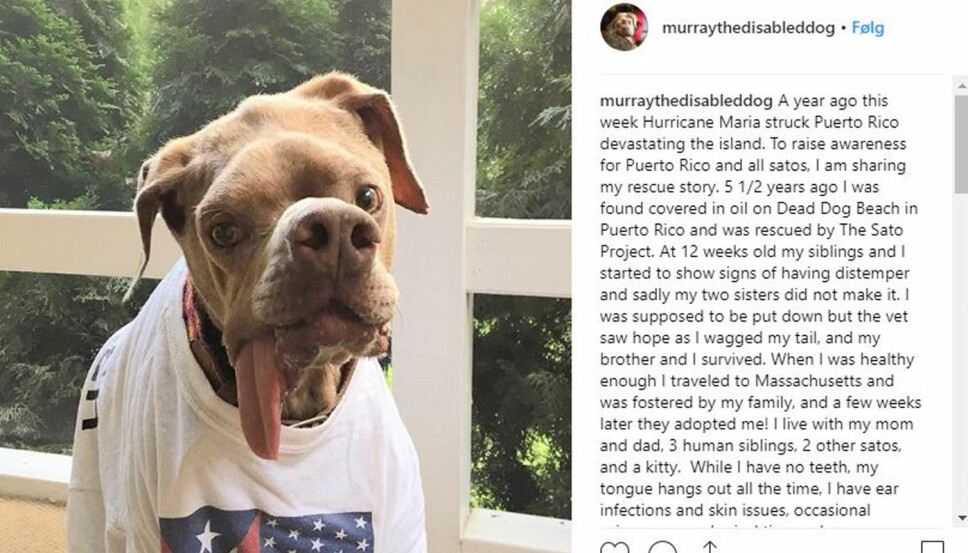 MURRAY: Hunden som ble dumpet på en strand i Puerto Rico, men som senere fikk et kjærlig hjem. MURRAY: Hunden som ble dumpet på en strand i Puerto Rico, men som senere fikk et kjærlig hjem.